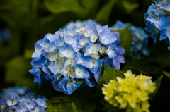 紫陽花の花