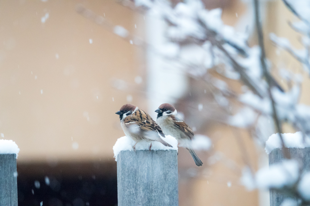 初雪の朝