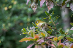 近所で見かけた鳥^^