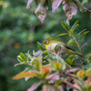 近所で見かけた鳥^^