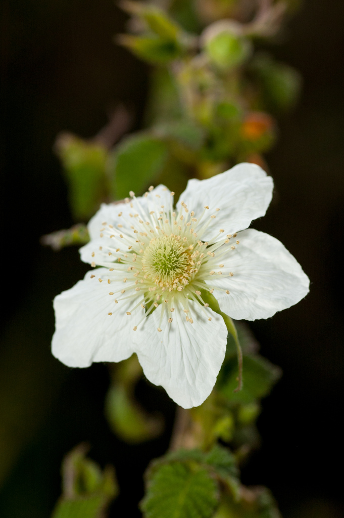 野茨の花