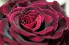 velvet rose 