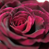 velvet rose 