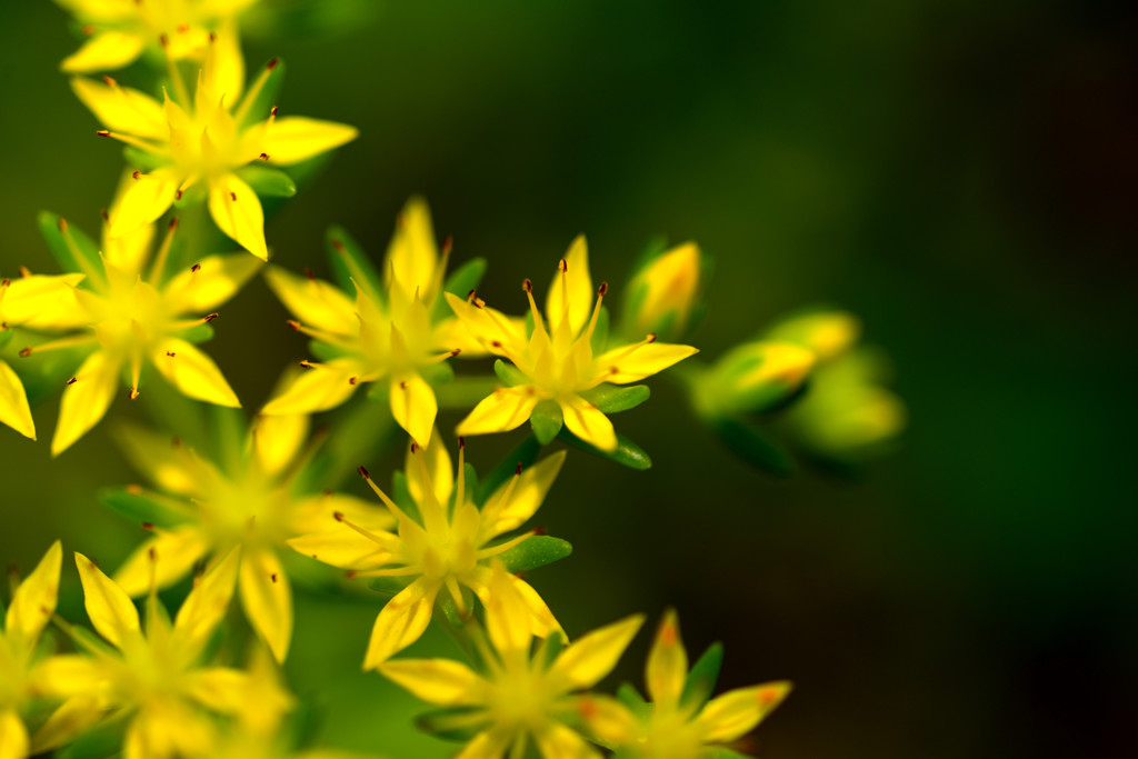 セダムの花。