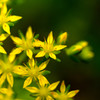 セダムの花。
