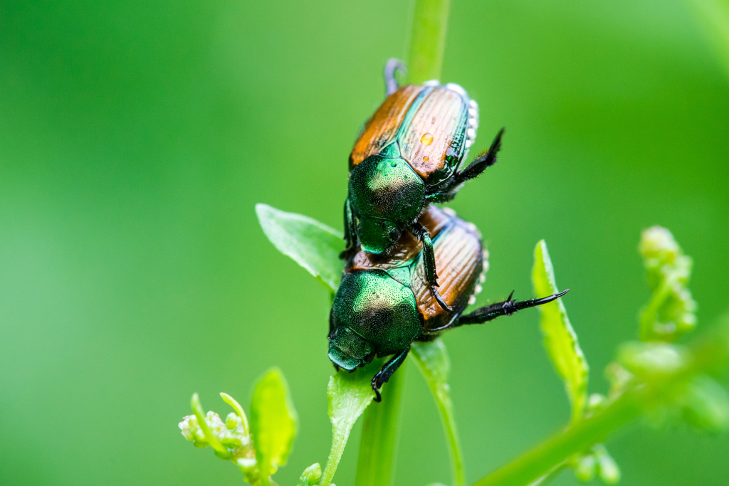 Metallic green