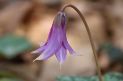 カタクリの花2