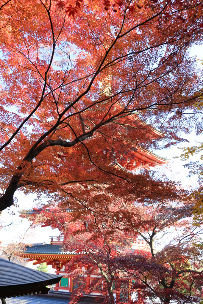 高幡不動尊_紅葉に隠れた五重塔1