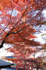 高幡不動尊_紅葉に隠れた五重塔1