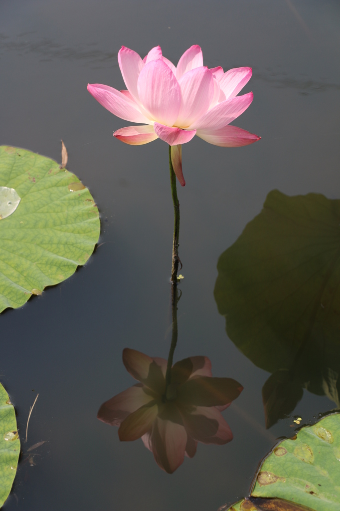 利根親水公園