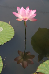 利根親水公園