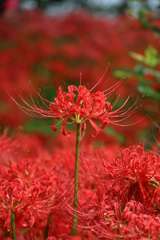 真紅の曼珠沙華