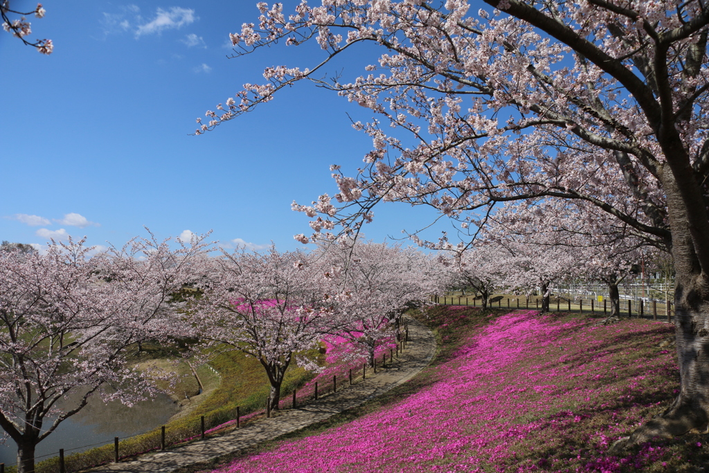 桜と芝桜