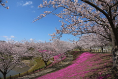 桜と芝桜