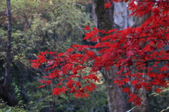 高幡不動尊_真っ赤1