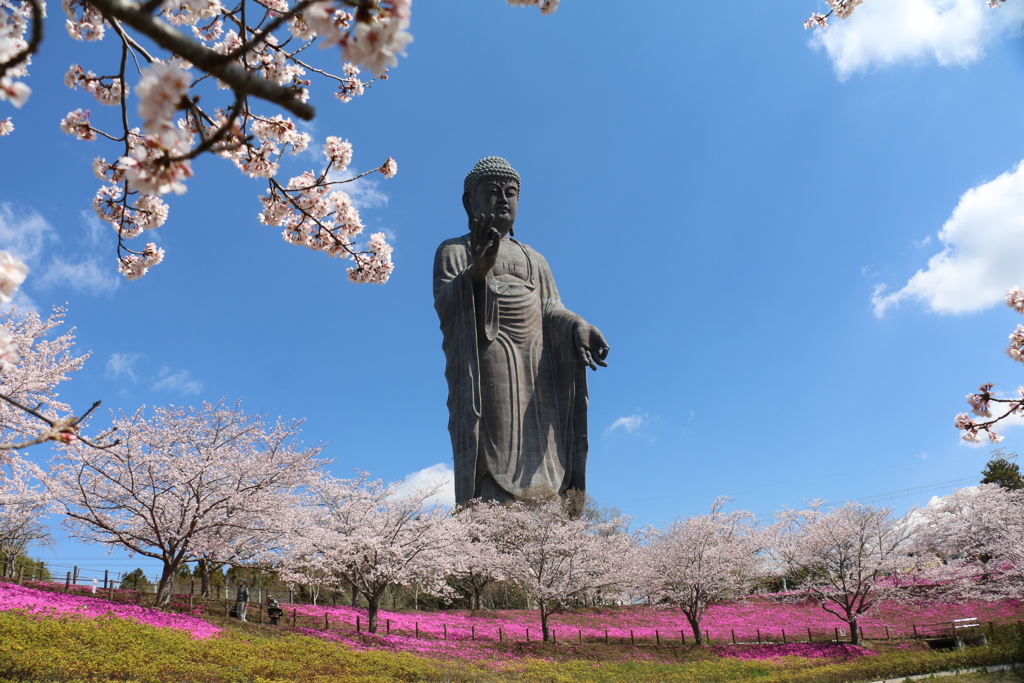 牛久大仏と桜と芝桜