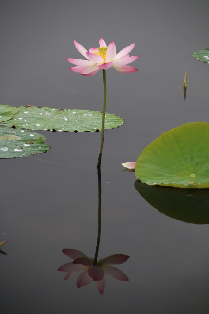 利根親水公園