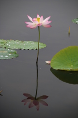 利根親水公園