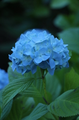 紫陽花