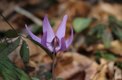 カタクリの花1