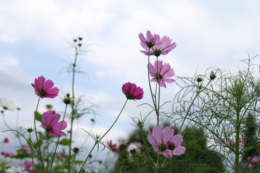 IMG_8875●