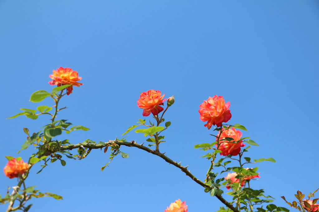 IMG_2327●