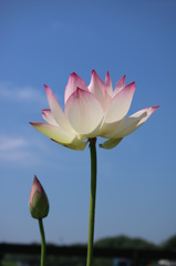そびえ立つ蓮