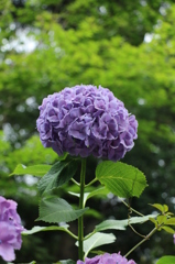 紫陽花