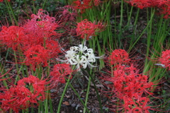 赤白コラボの曼珠沙華
