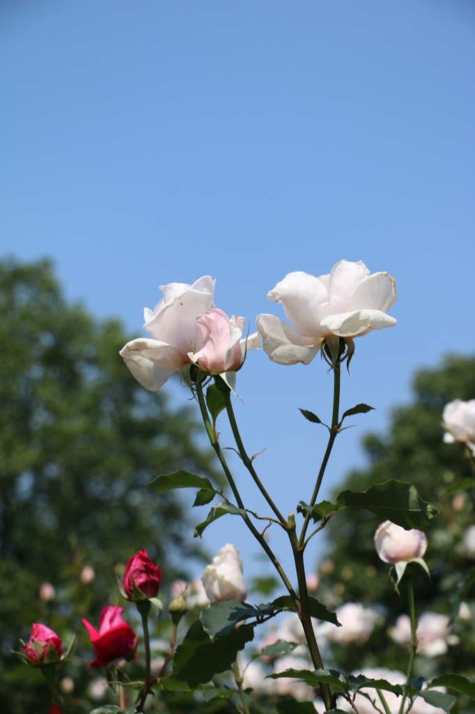 IMG_2394●