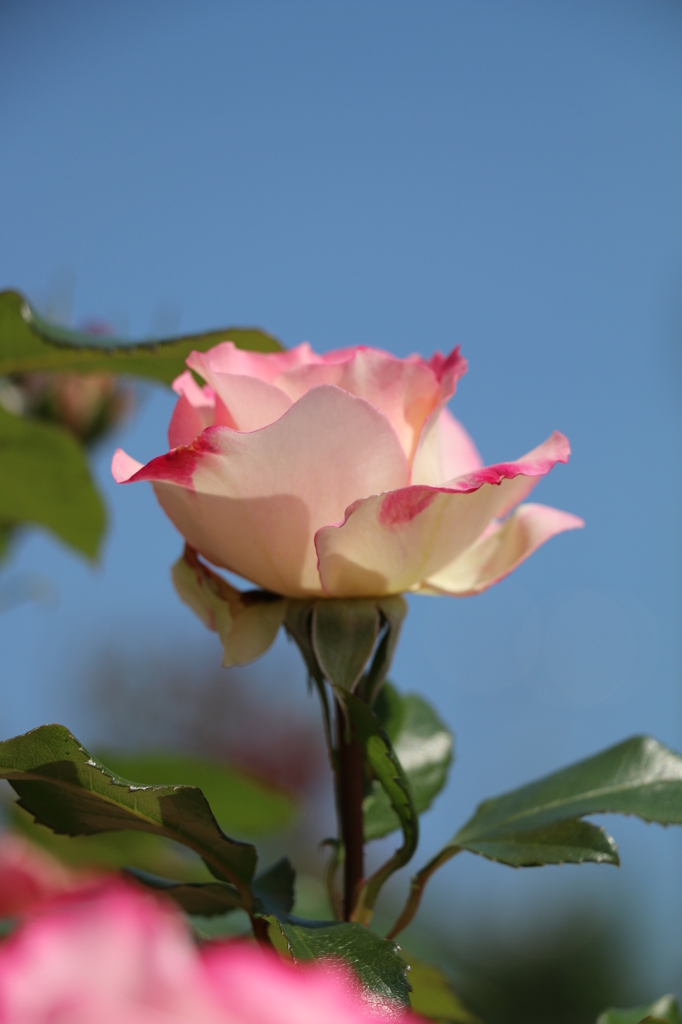 IMG_2331●