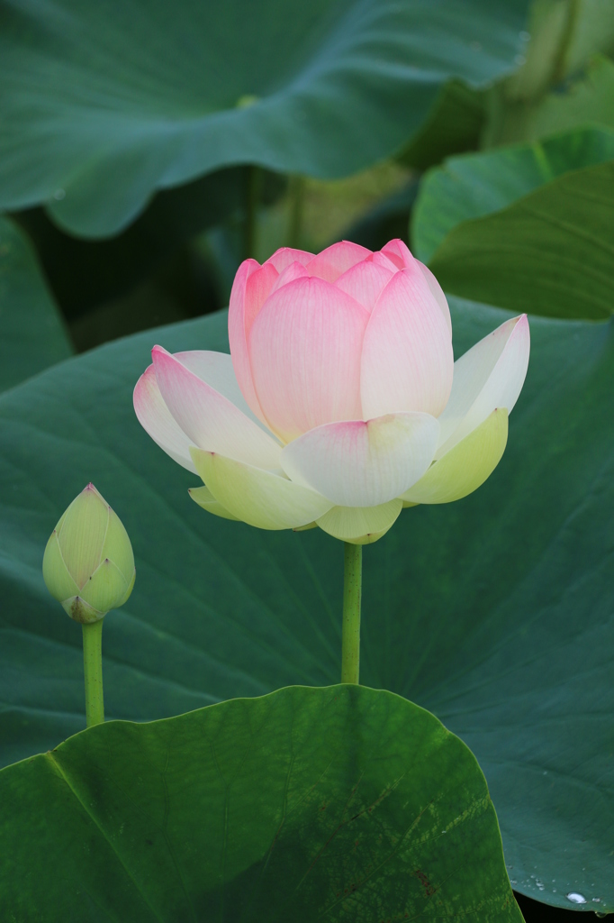 霞ヶ浦総合公園