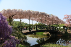 藤の花2