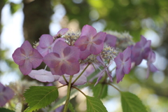 I紫陽花