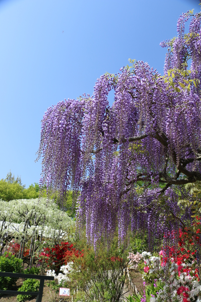 藤の花3