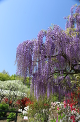 藤の花3
