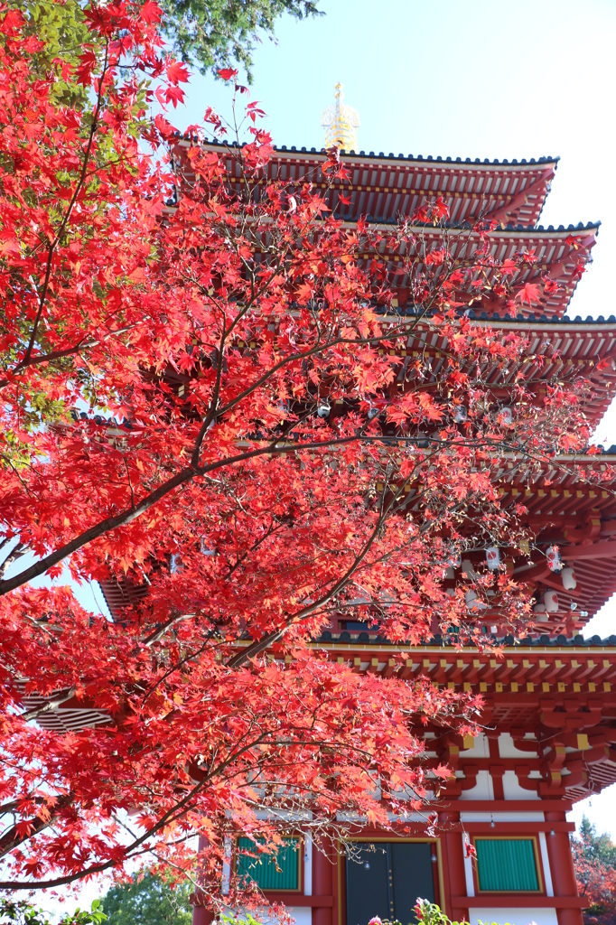高幡不動尊_紅葉に隠れた五重塔2