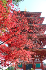 高幡不動尊_紅葉に隠れた五重塔2