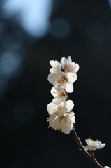 梅