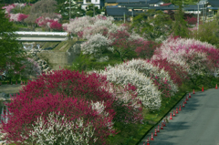 花桃街道