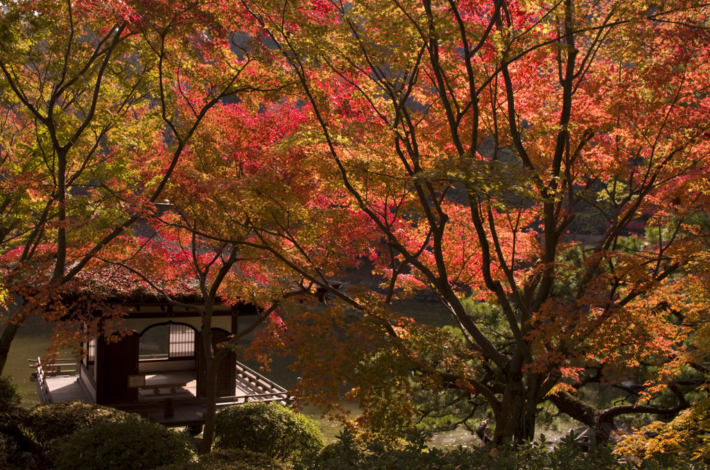 紅葉渓