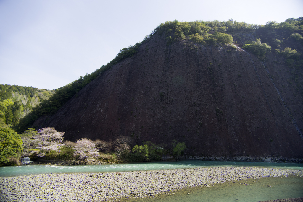古座川1枚岩の桜#2