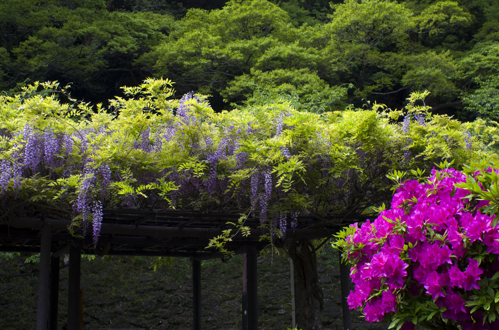 ツツジと藤