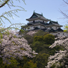 和歌山城の桜 #10