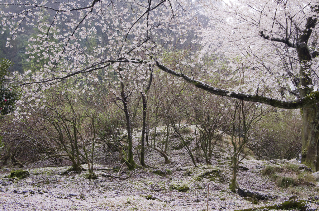 桜　夢幻