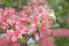 葛城山のツツジ #9