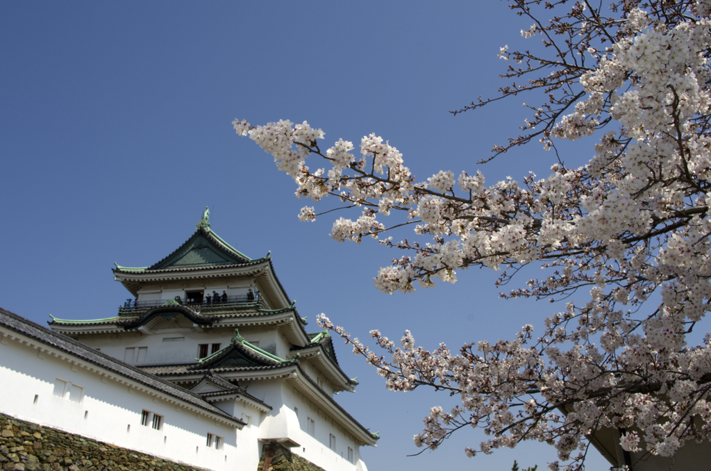 天守閣　桜