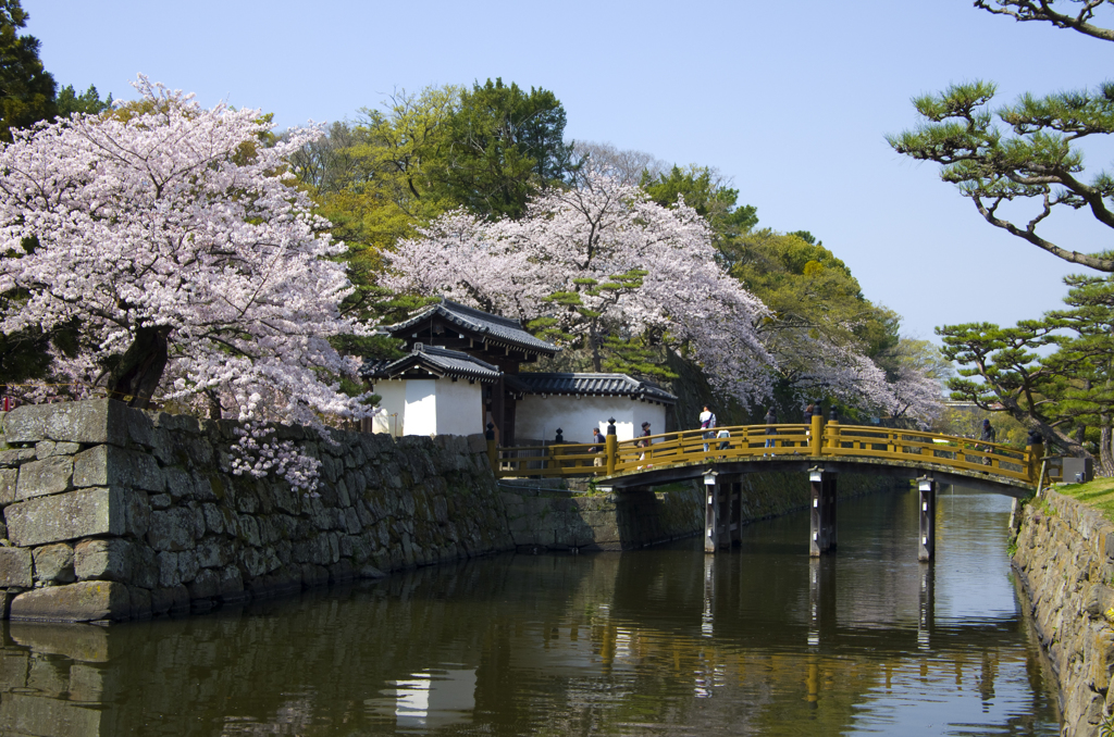 桜　大手門一の橋