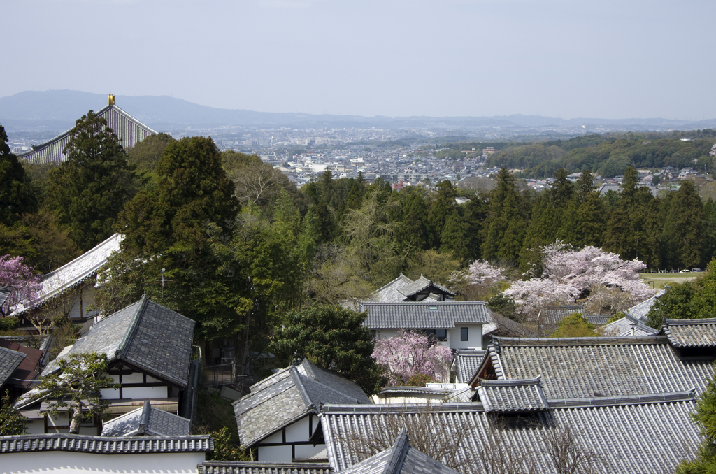 桜と鹿 #8