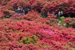 葛城山のツツジ #4